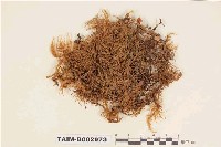 藏品(柳葉苔科)的圖片